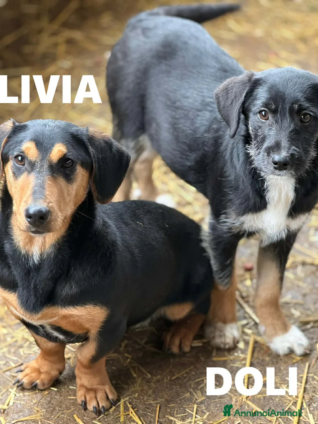 Bassotto cani in regalo: LIVIA, mix bassottina super coccolona! - Annuncio 7