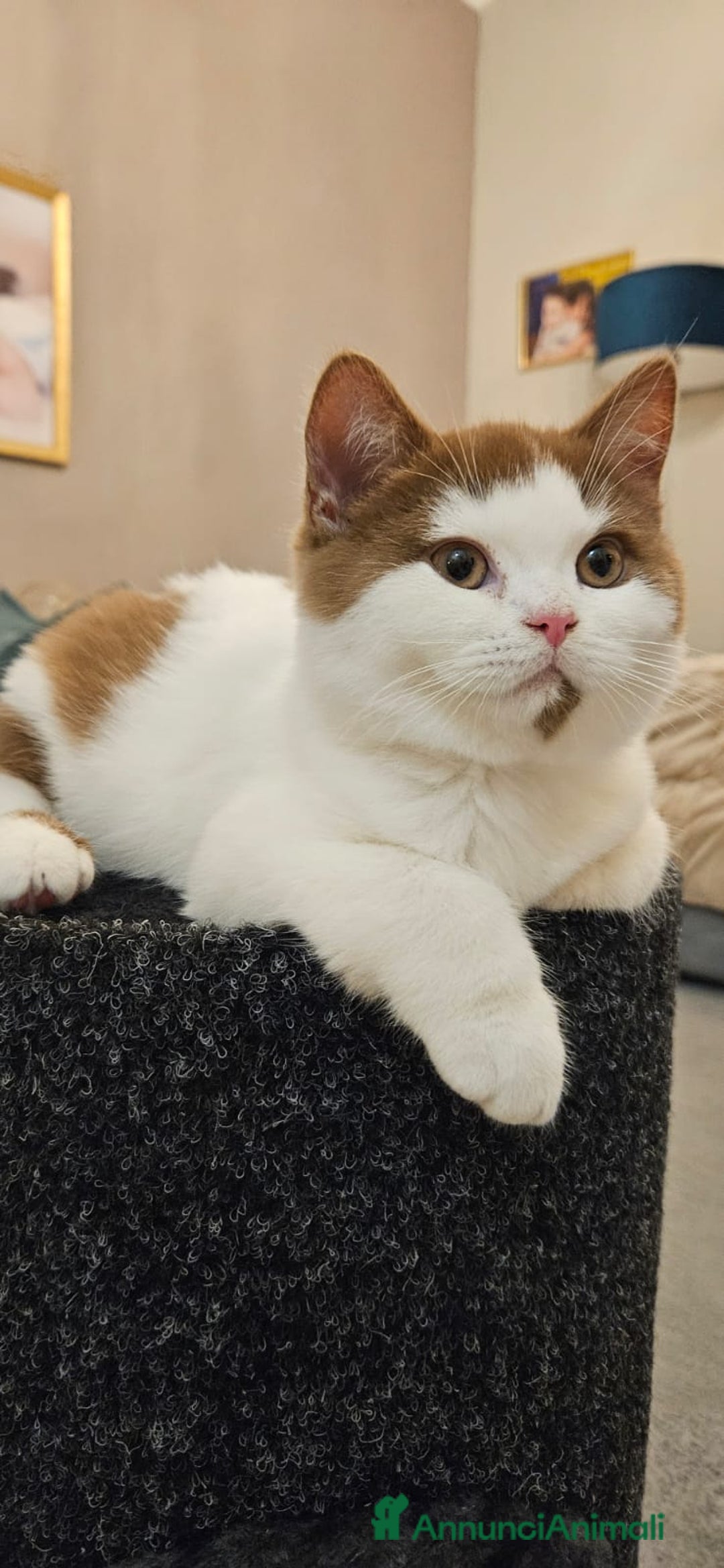 British gatti in vendita: British shorthair  - Annuncio 1