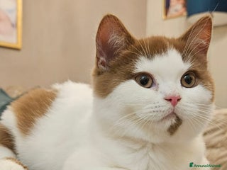 British gatti British shorthair - Annuncio 18