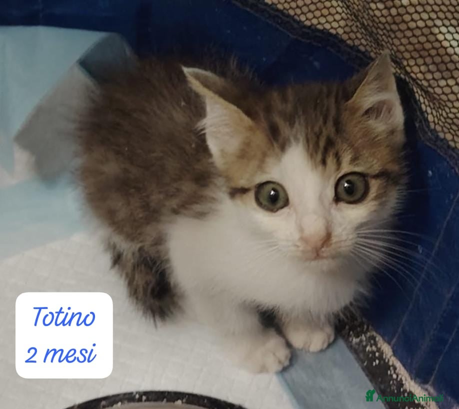 Altre razze gatti in regalo: S.o.S. gattini da salvare  a Città Metropolitana di Bologna - Annuncio 7