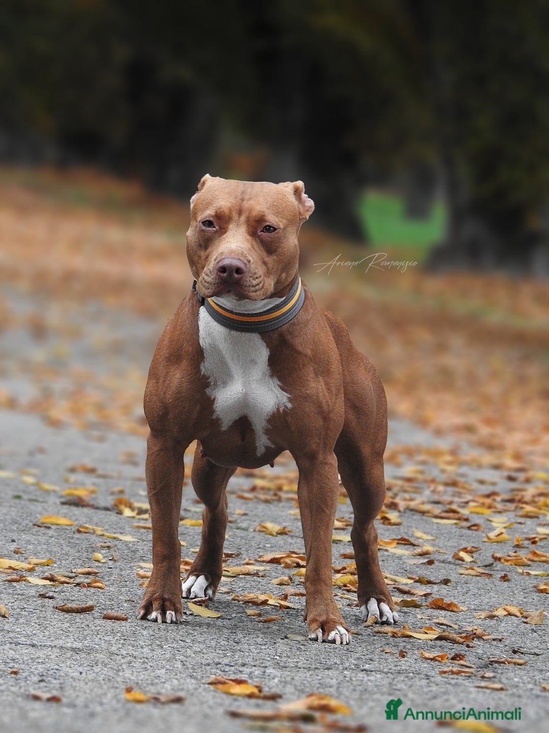 Pitbull cani in vendita: Cuccioli american Pitbull terrier  - Annuncio 10