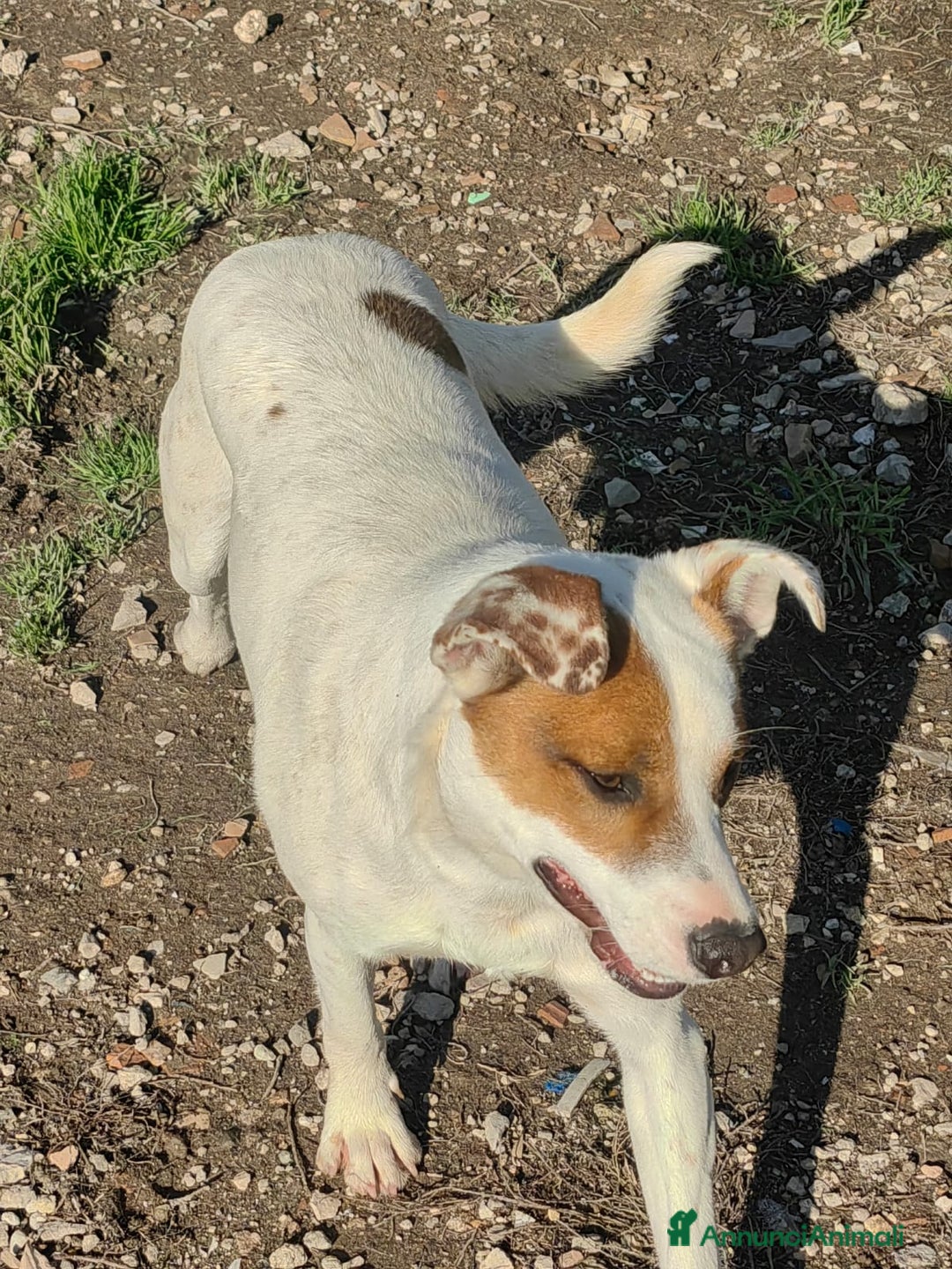 Meticcio cani in regalo: Loky: 10 mesi, taglia contenuta, socievole  - Annuncio 7