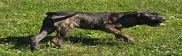 Cane Corso cani in vendita: Cucciole Cane Corso  - Annuncio 5