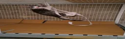 Altre razze gatti in regalo: Tre fratellini cercano casa a Provincia di Bergamo - Annuncio 7