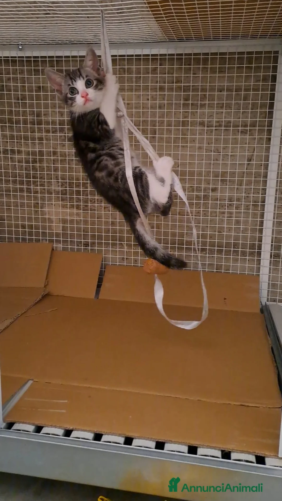 Altre razze gatti in regalo: Tre fratellini cercano casa a Provincia di Bergamo - Annuncio 7