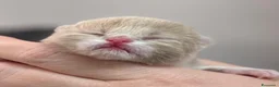 British gatti in vendita: British Shorthair Cuccioli - Annuncio 4