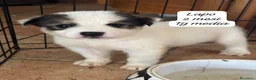 Meticcio cani in regalo: Bellissimi cuccioli in rifugio  a Città Metropolitana di Bologna - Annuncio 1