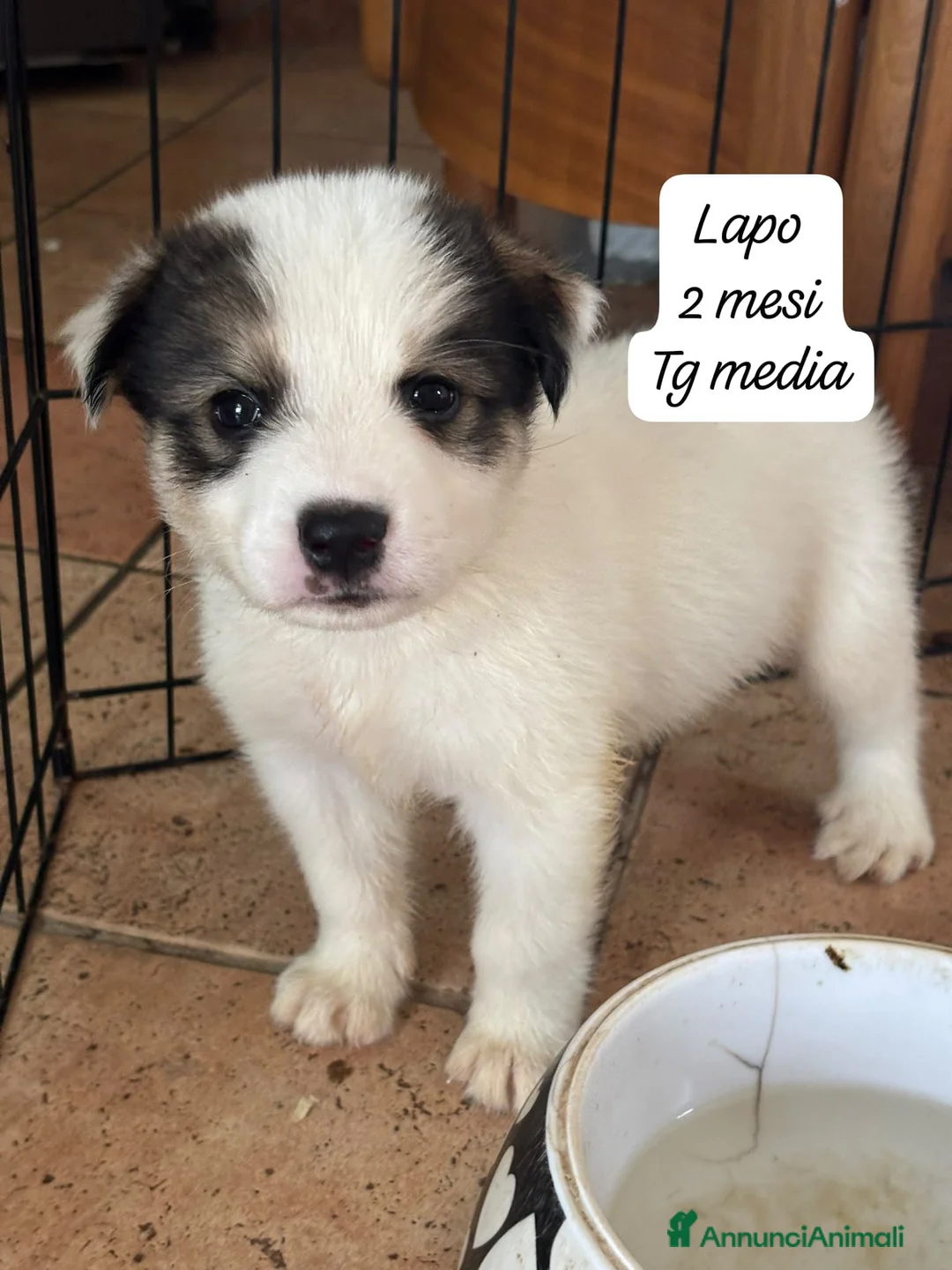 Meticcio cani in regalo: Bellissimi cuccioli in rifugio  a Città Metropolitana di Bologna - Annuncio 1