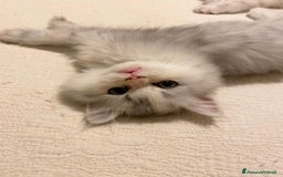 Persiano gatti in vendita: Gattini persiani normotipo  a Provincia di Reggio Emilia - Immagine 40