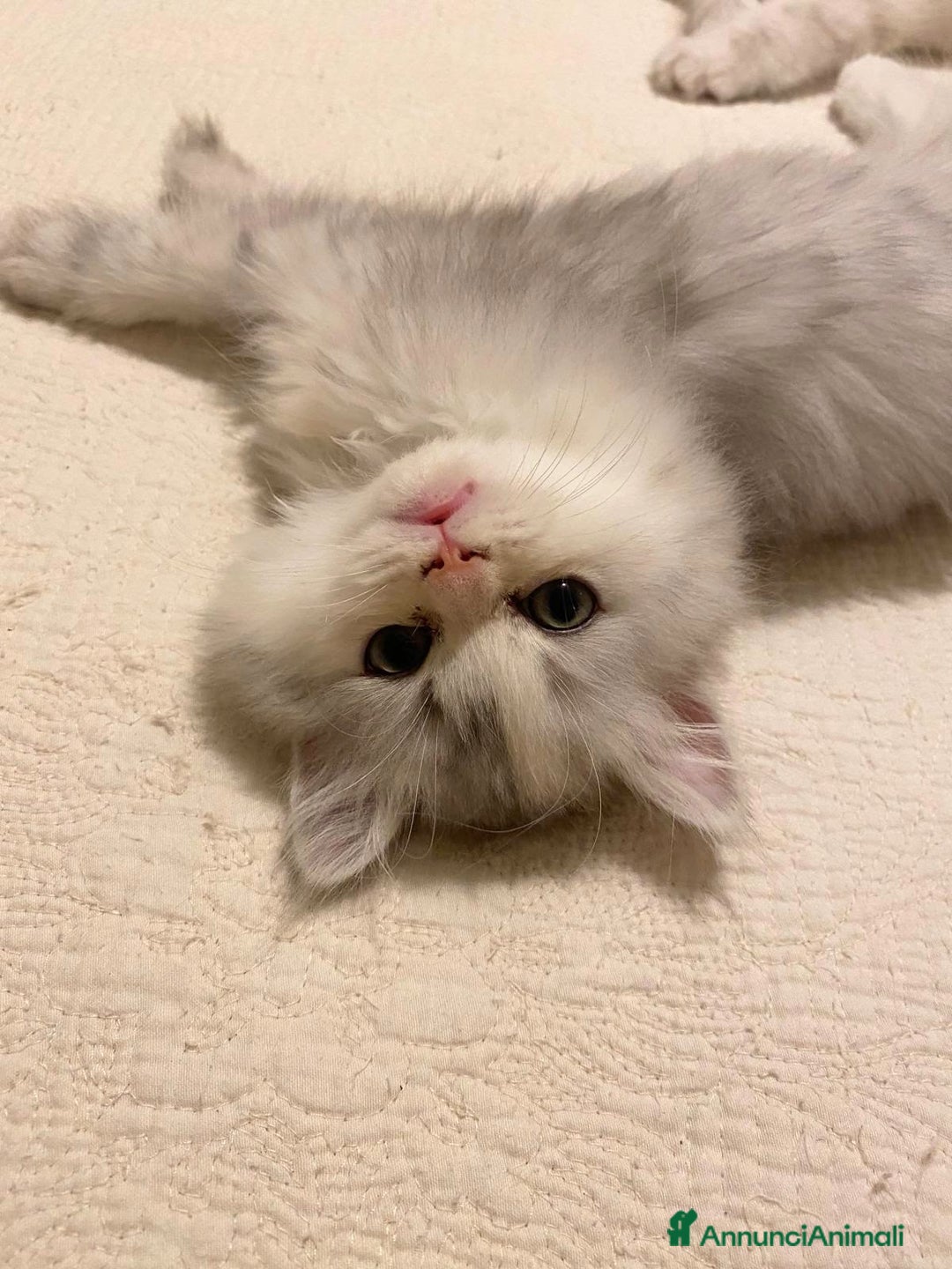 Persiano gatti in vendita: Gattini persiani normotipo  a Provincia di Reggio Emilia - Immagine 40