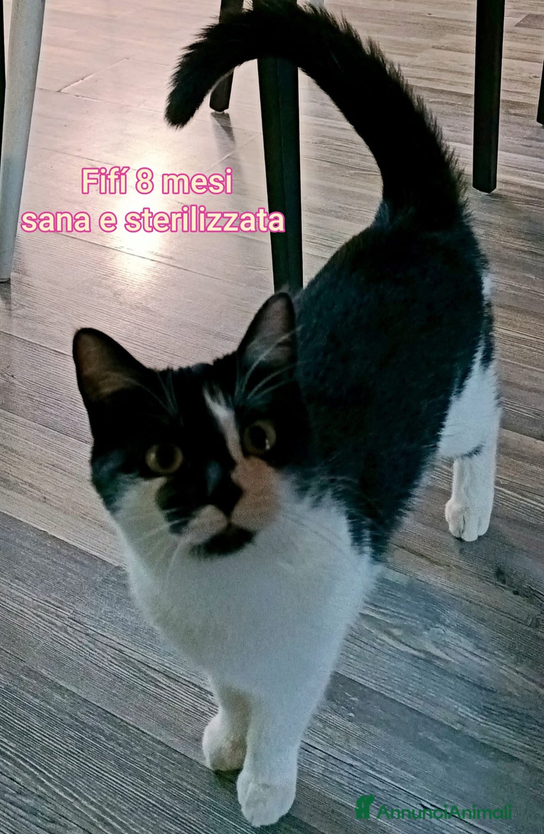 Meticcio gatti in regalo: MICINI: SIAMO AL COLLASSO  - Annuncio 4