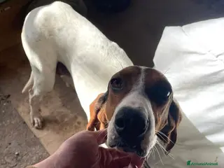 Segugio cani DOLCISSIMA SEGUGINA a Città Metropolitana di Firenze - Annuncio 2