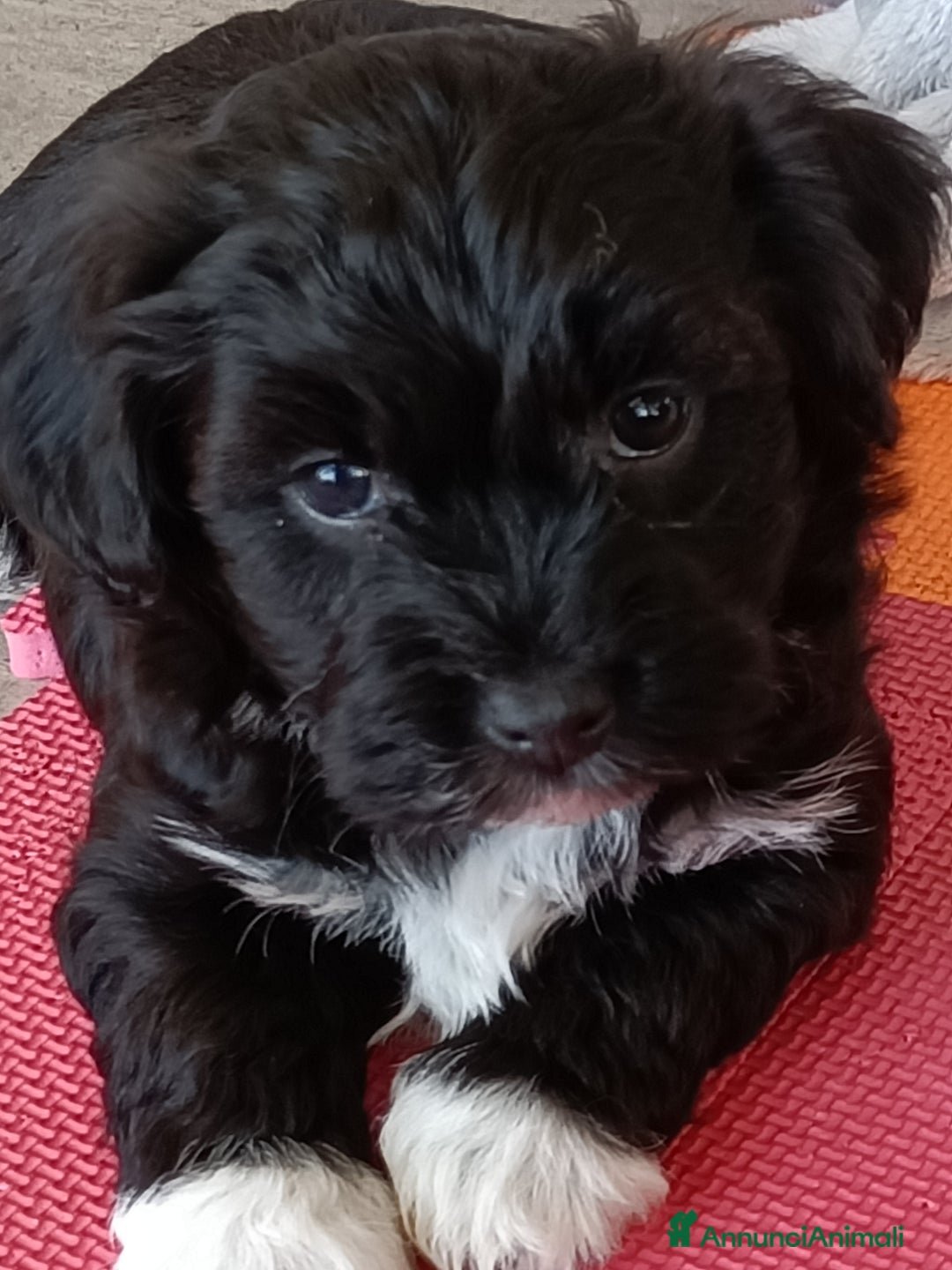 Bichon cani in vendita: CUCCIOLI BICHON HAVANAIS - Annuncio 5