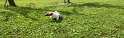 Jack Russell cani in vendita: Jack Russell bianchi aranci pelo liscio - Annuncio 5