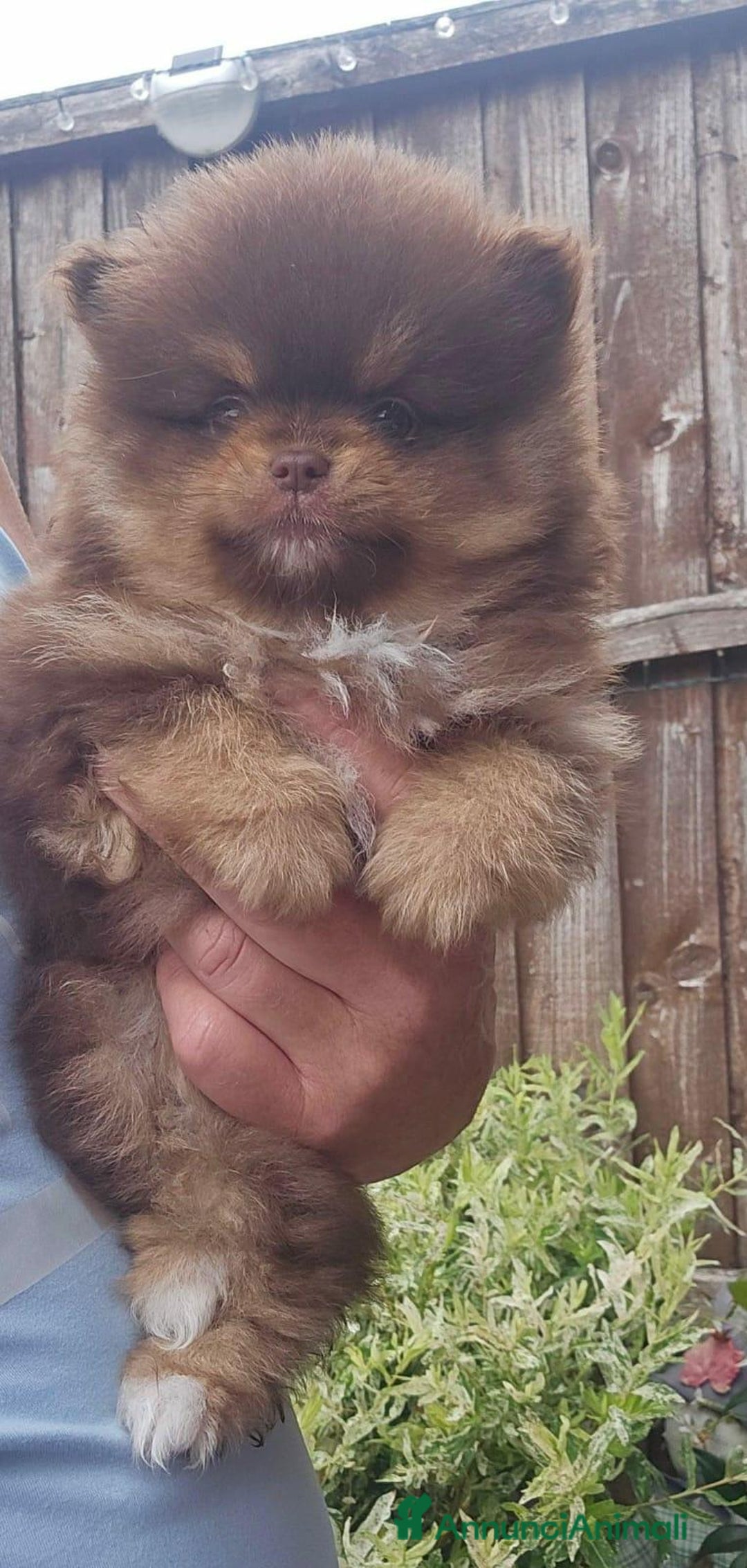 Volpino Pomerania cani in vendita: Cuccioli di Pomerania di tipo Teddy Bear - Annuncio 12