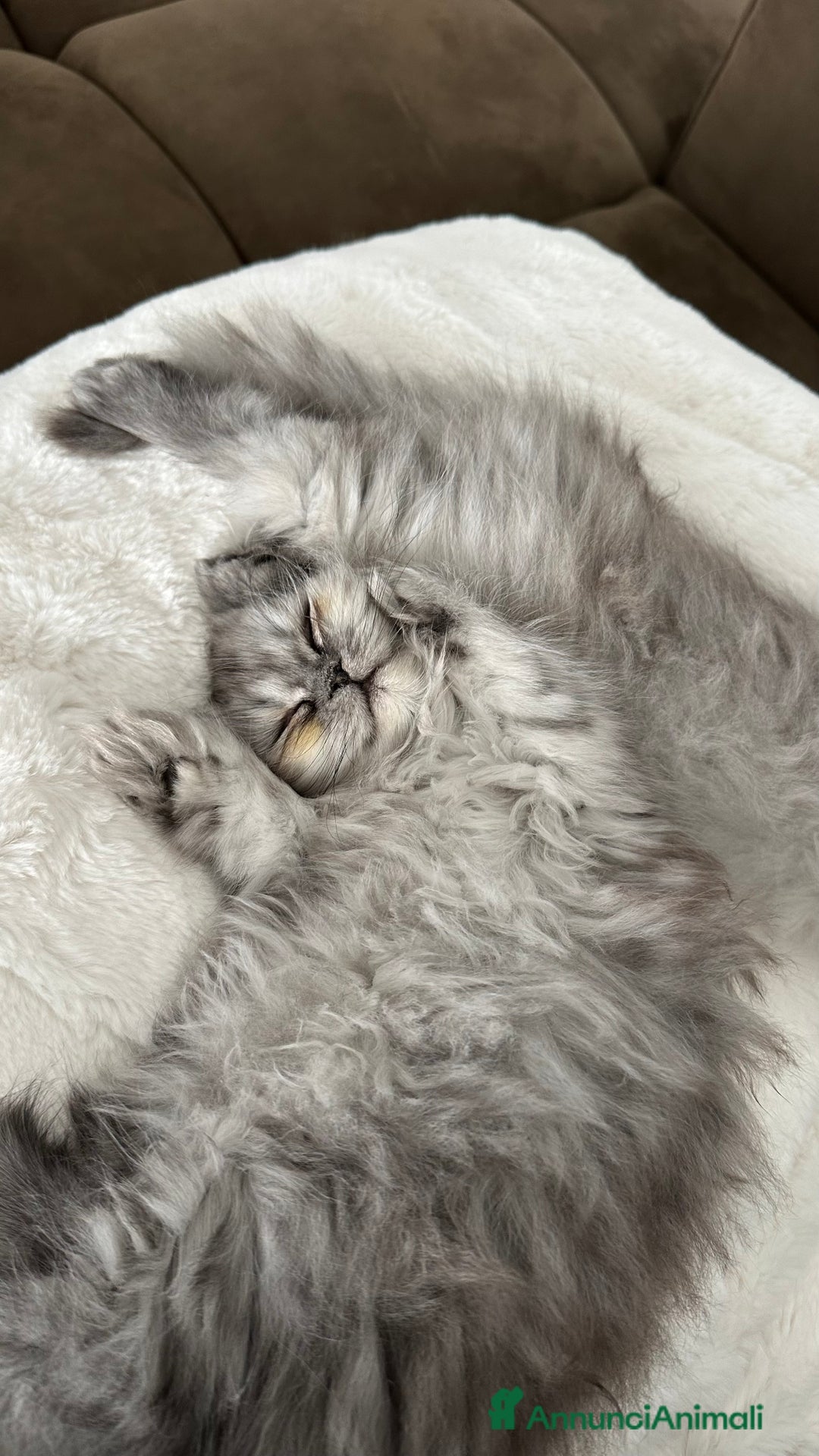 Persiano gatti in vendita: Gattina persiana chincilla Fumè - Annuncio 3