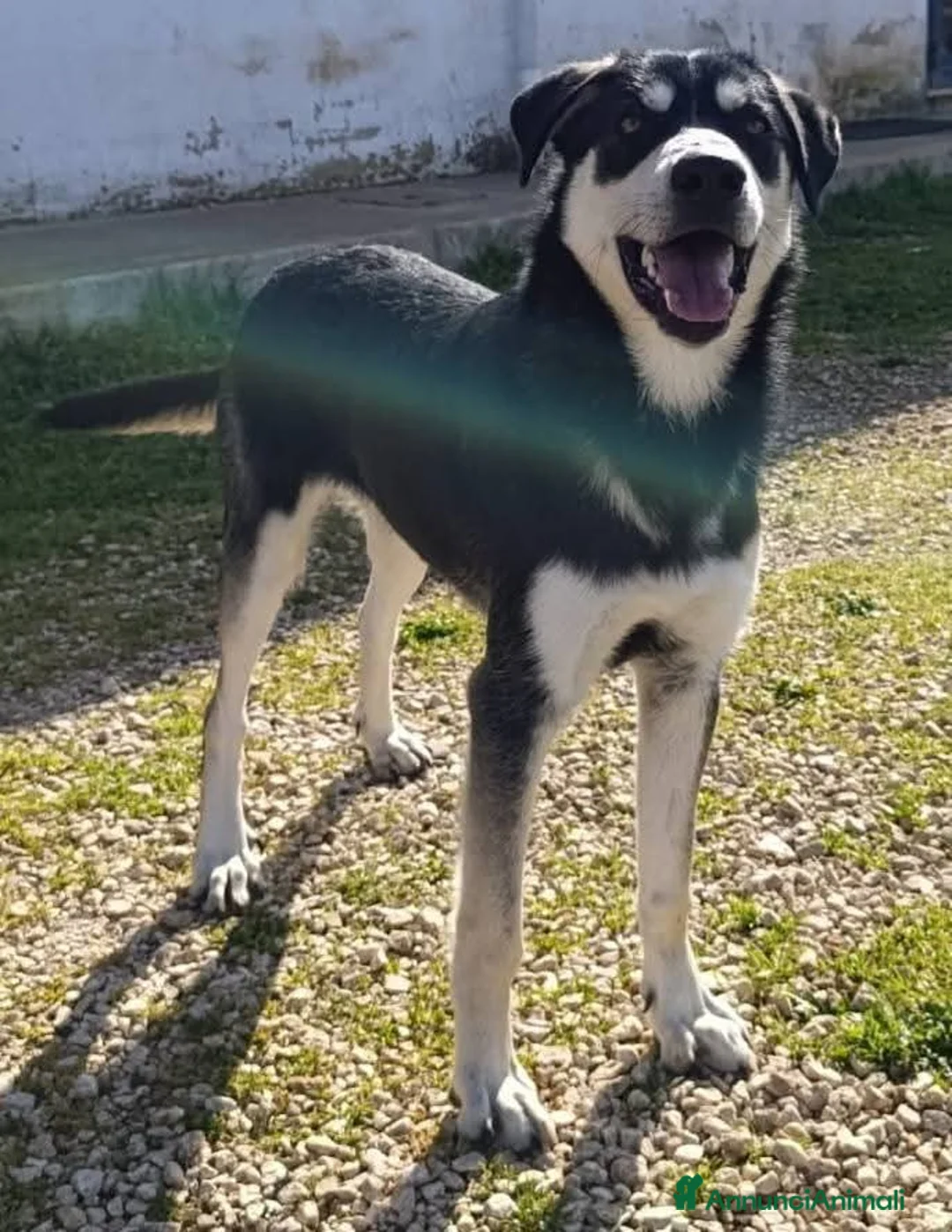 Meticcio cani in regalo: Kevin - Annuncio 3