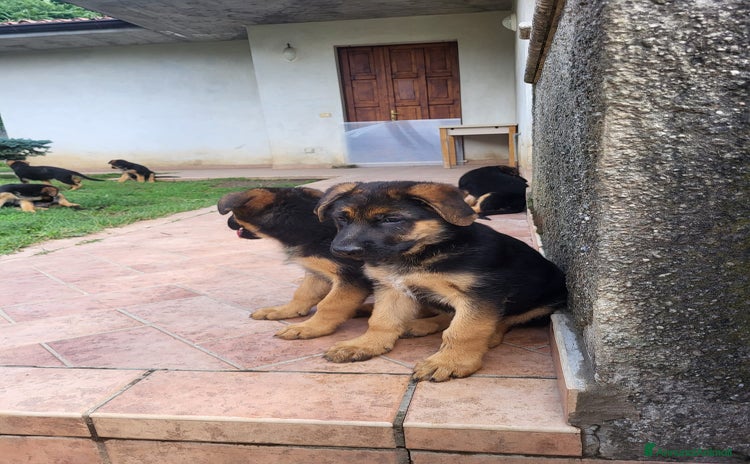 Pastore Tedesco cani a Provincia di Brescia - Annuncio 13