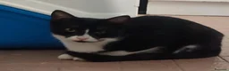 Meticcio gatti in regalo: Gattini affettuosissimi a Provincia di Modena - Annuncio 5