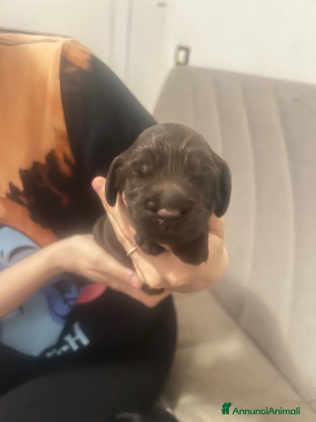 Cocker cani in vendita: Cocker spaniel a Provincia di Bergamo - Annuncio 6