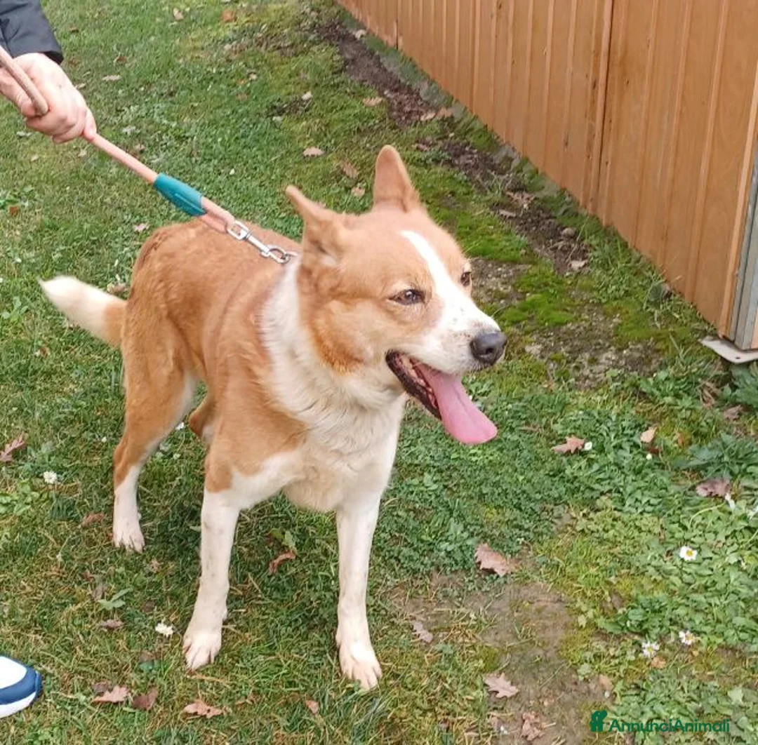 Altre razze cani in regalo: CANNELLA meravigliosa creatura - Annuncio 2