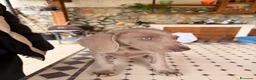 Weimaraner cani in vendita: Cuccioli Weimaraner  - Annuncio 11