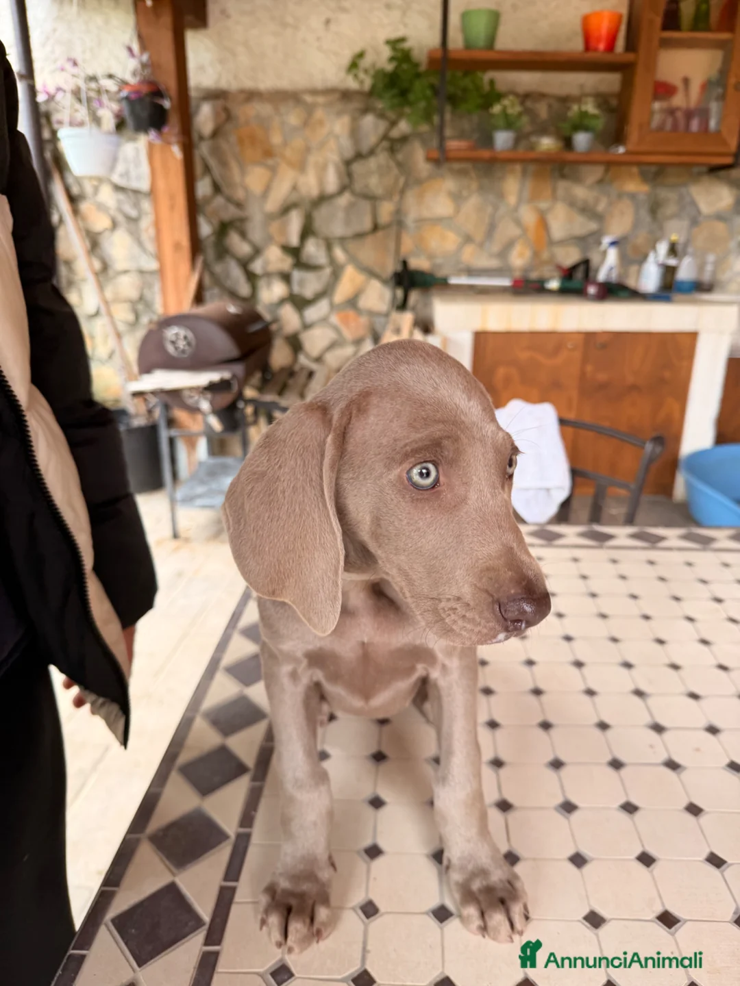 Weimaraner cani in vendita: Cuccioli Weimaraner  - Annuncio 11