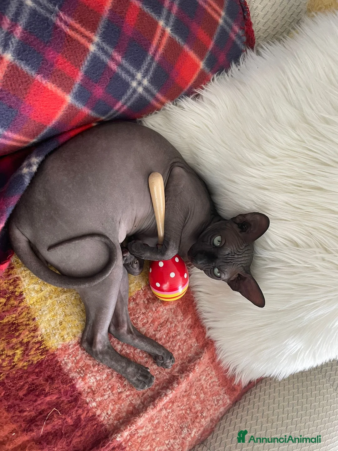 Sphynx gatti per accoppiamento: Anoubi cerca fidanzata a Provincia di Pavia - Annuncio 2