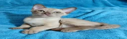 Burmese gatti in vendita: Gattine Burmesi Europei Cioccolato e Lilla - Annuncio 6
