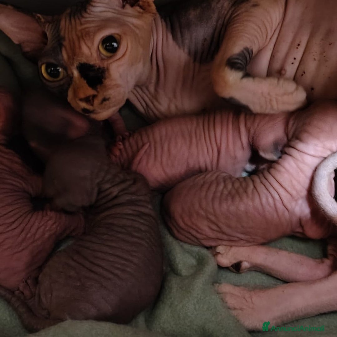 Sphynx gatti in vendita: Sphynx cuccioli - Annuncio 4