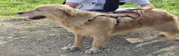 Golden Retriever cani in regalo: Chloe, una bravissima Golden Retriever - Annuncio 3