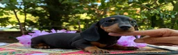 Bassotto cani in vendita: Cucciolo bassotto kaninchen/nano - Annuncio 4