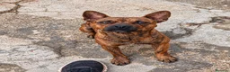 Meticcio cani in regalo: Tiger, simil Staffordshire Bull Terrier!  - Annuncio 2
