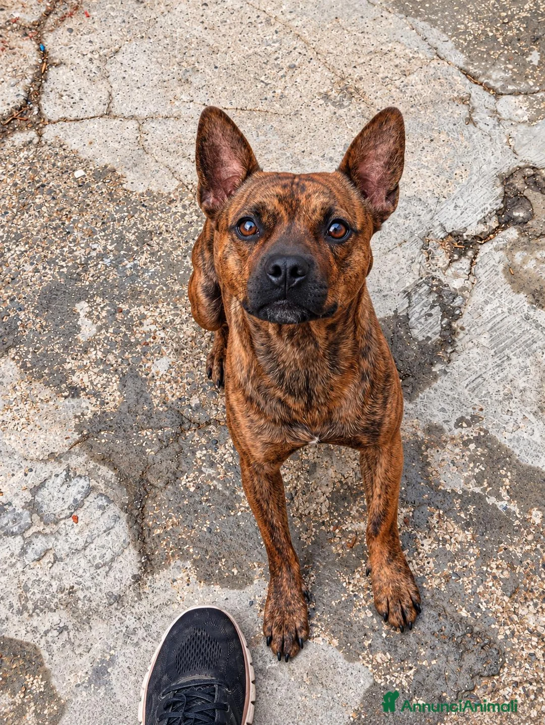 Meticcio cani in regalo: Tiger, simil Staffordshire Bull Terrier!  - Annuncio 2