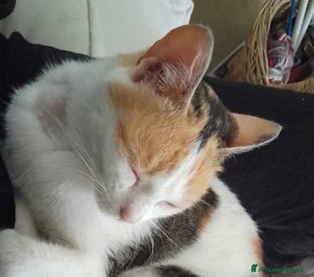 Europeo gatti in regalo: TRILLY , dolcissima micia in adozione! - Annuncio 3