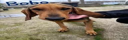 Segugio cani in regalo: BOBO 💙 dietro la timidezza c’è un tesoro a Provincia di Bergamo - Annuncio 3