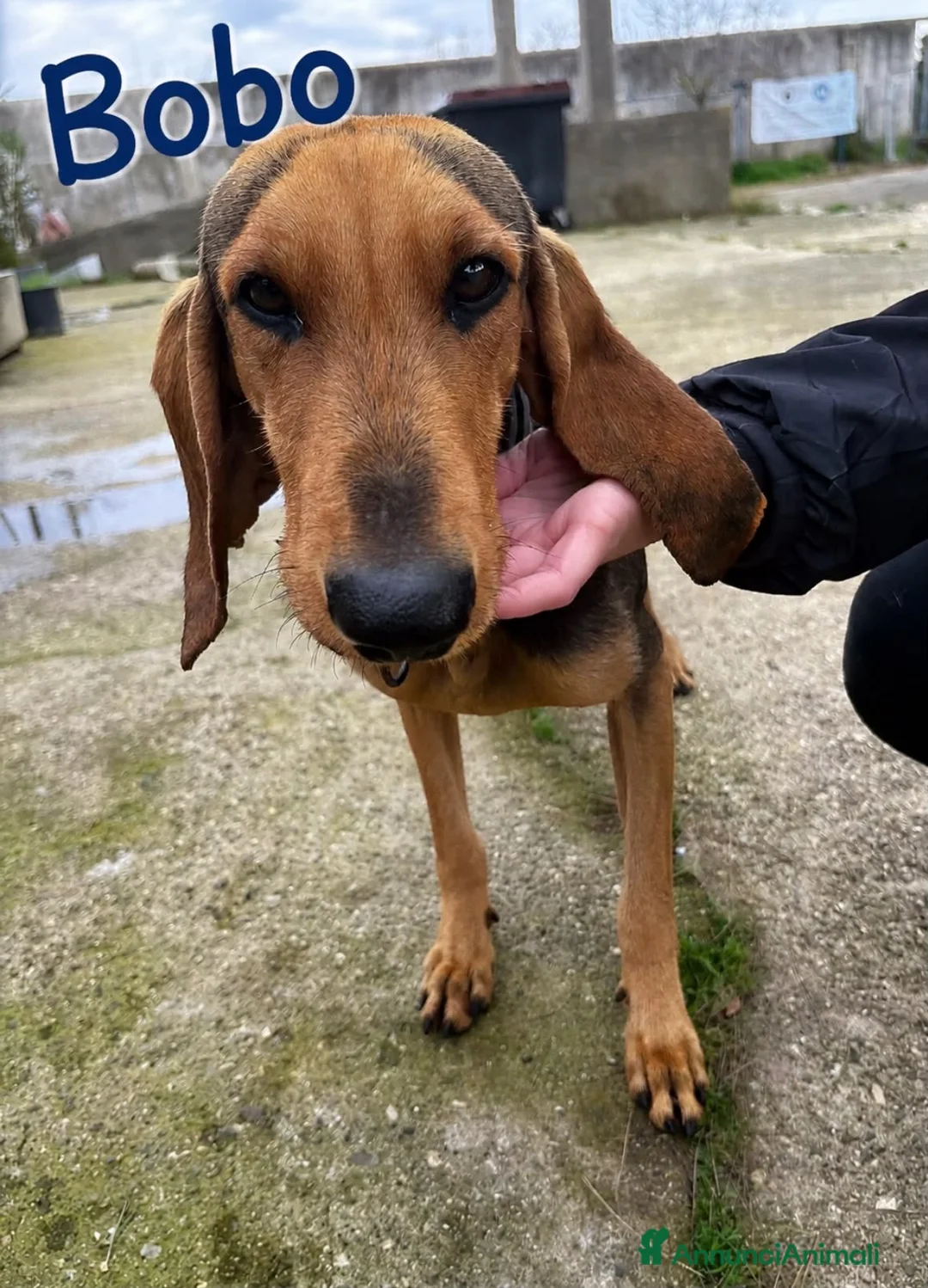 Segugio cani in regalo: BOBO 💙 dietro la timidezza c’è un tesoro a Provincia di Bergamo - Annuncio 3