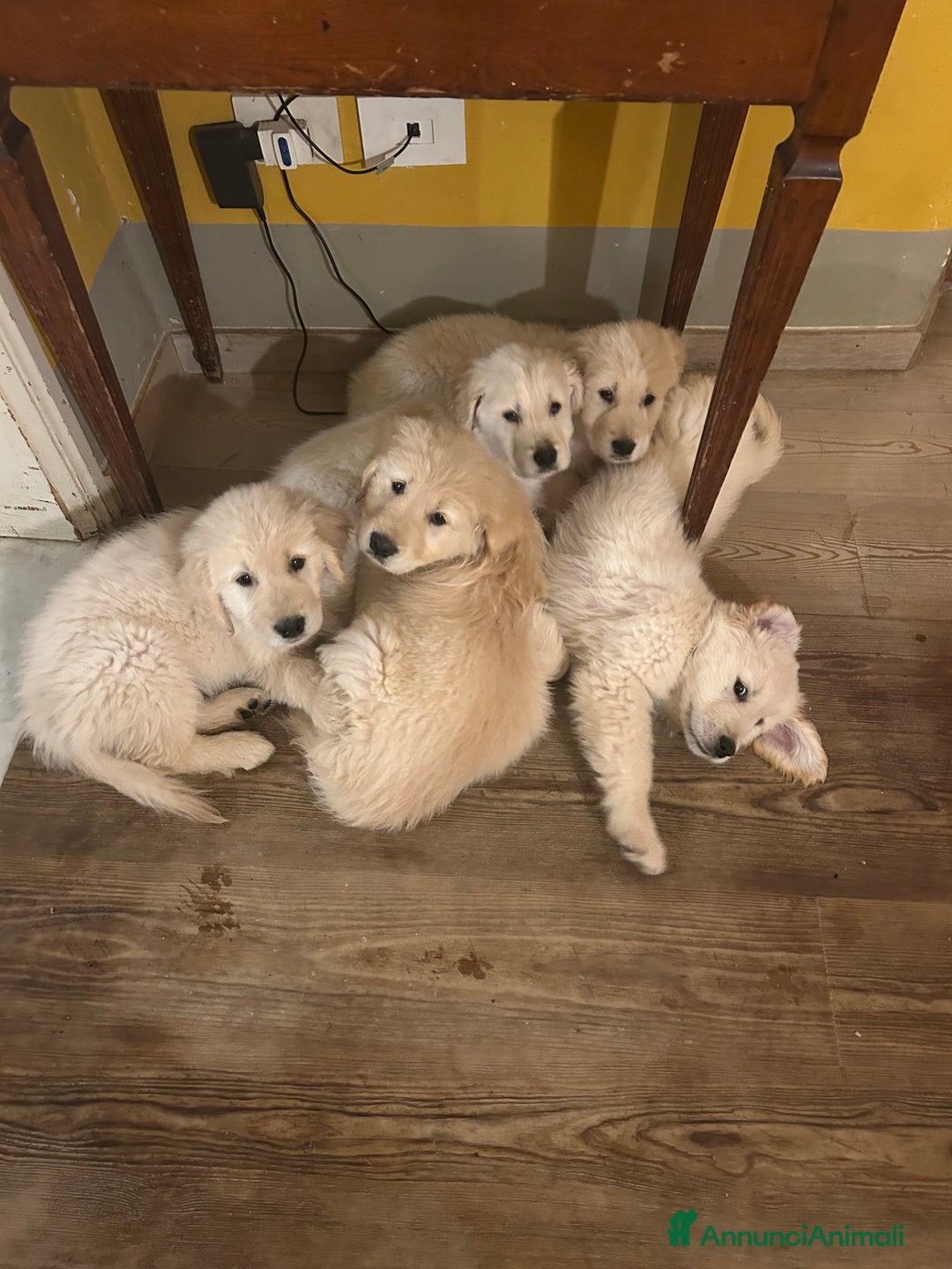 Golden Retriever cani in vendita: Cuccioli Golden Retriever - Annuncio 3