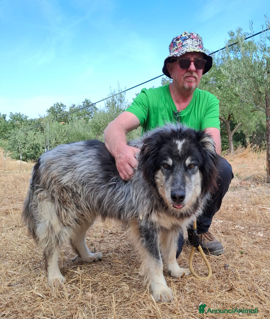 Meticcio cani in regalo: Nonno Nando Cerca Famiglia. Info Monica 3890238584 - Annuncio 15