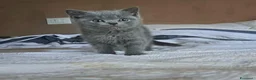 British gatti in vendita: Cuccioli british blu e crema - Annuncio 2