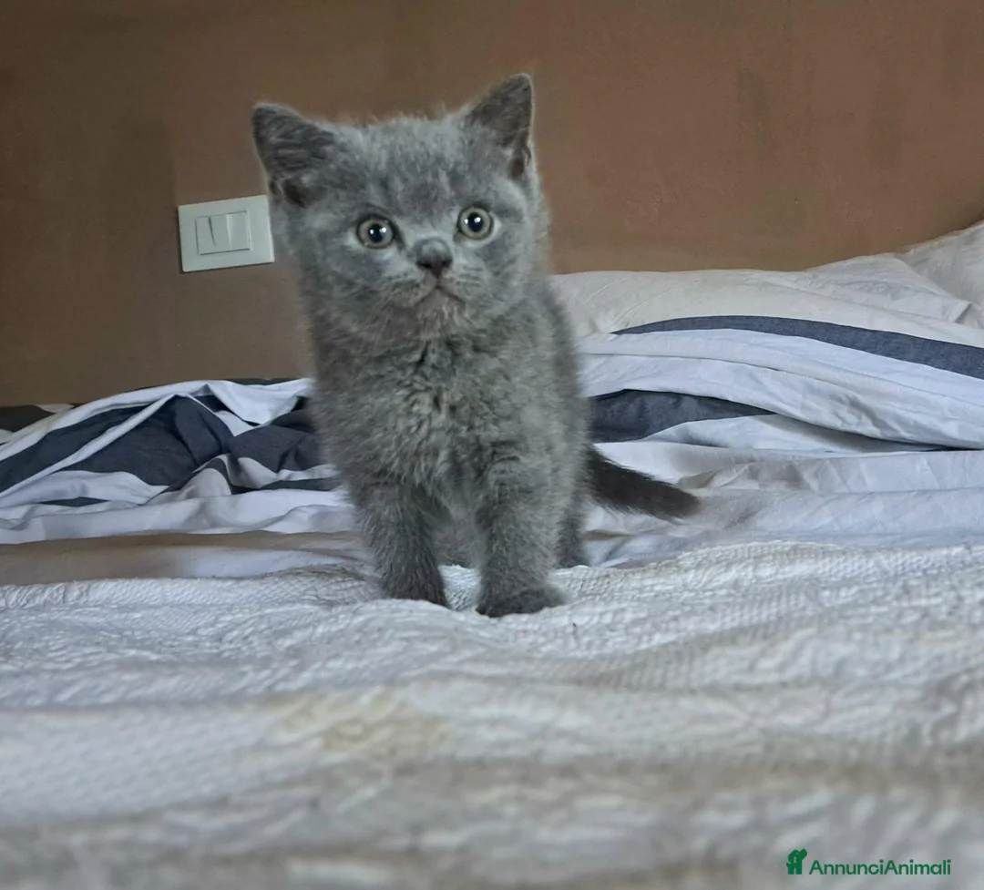 British gatti in vendita: Cuccioli british blu e crema - Annuncio 2
