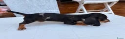 Bassotto cani in vendita: Bassottina - Annuncio 3
