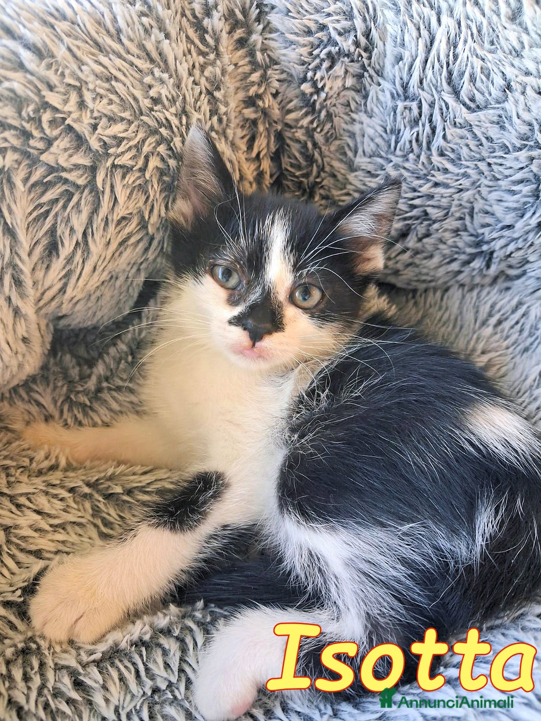 Europeo gatti in regalo: GATTINA SUPERCOCCOLOSA CERCA CASA - Annuncio 5