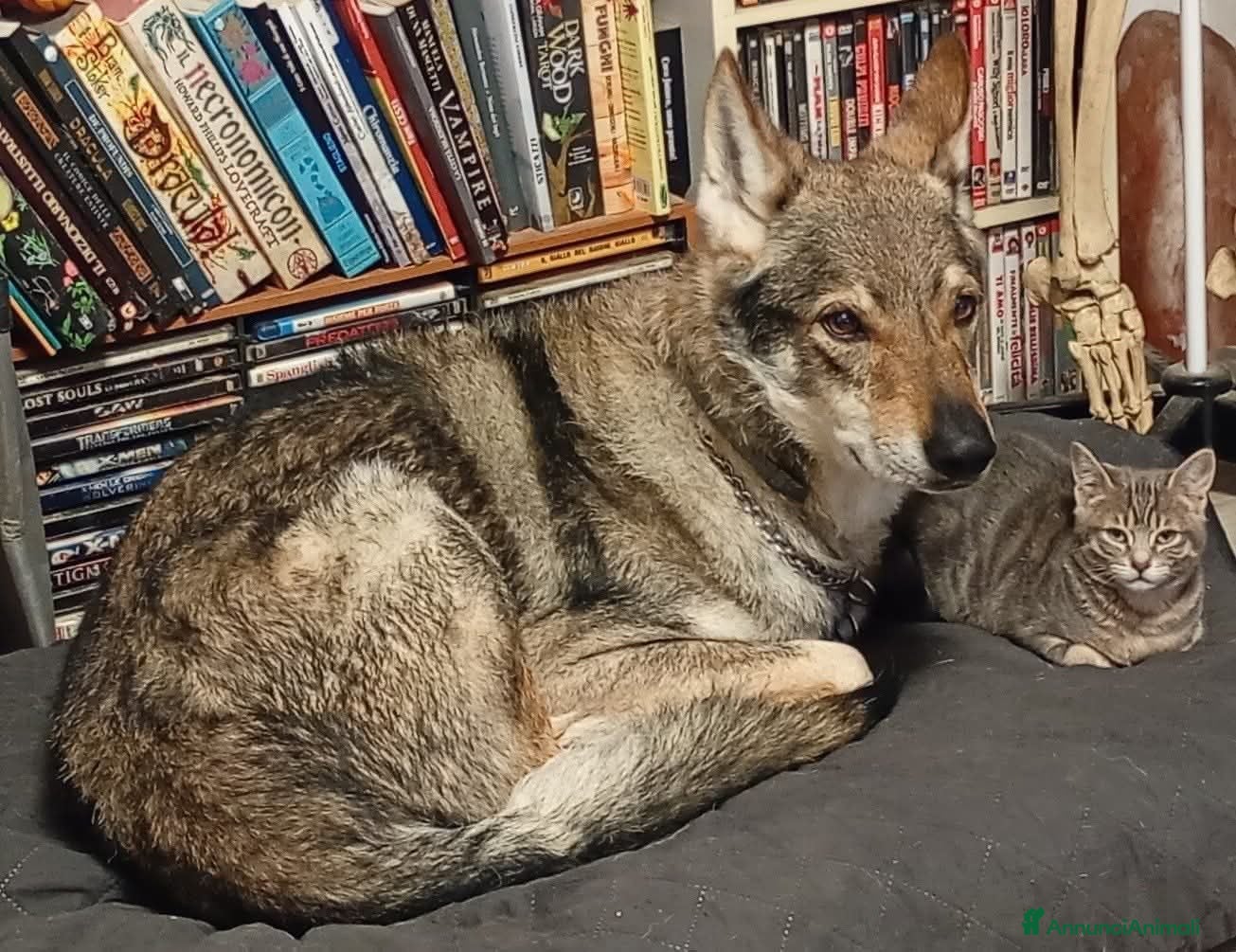 Lupo Cecoslovacco cani ADOZ.DEL💔:mamma deceduta,ha bisogno di una guida - Annuncio 2