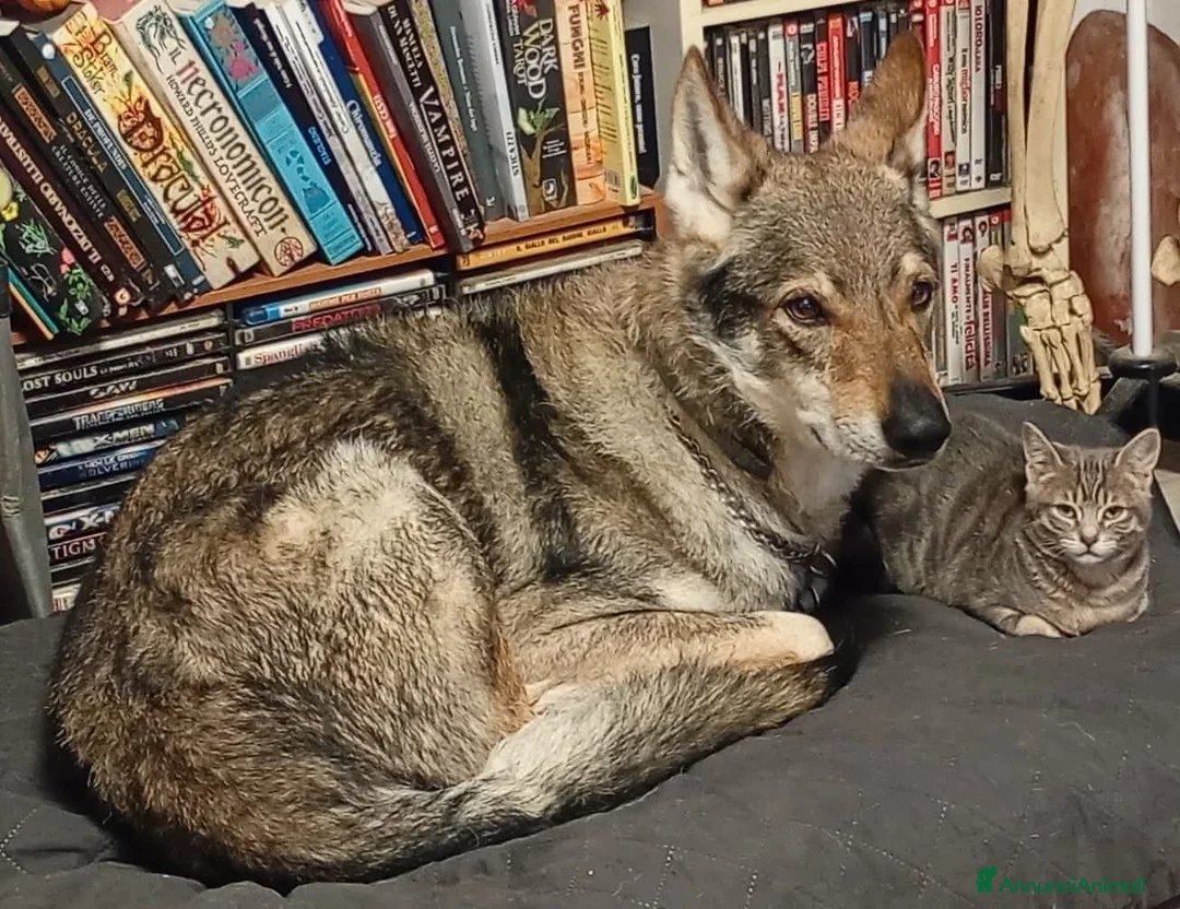 Lupo Cecoslovacco cani in regalo: ADOZ.DEL💔:mamma deceduta,ha bisogno di una guida - Annuncio 1