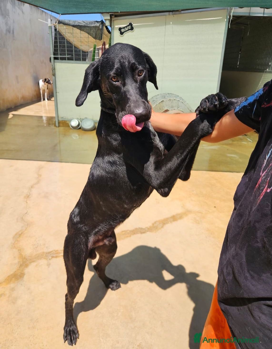 Meticcio cani Massy: cucciolone incrocio bracco dolcissimo  - Annuncio 35