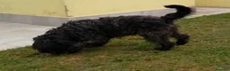 Schnauzer Gigante cani in regalo: Schnauzer puro cerca casa - Annuncio 5
