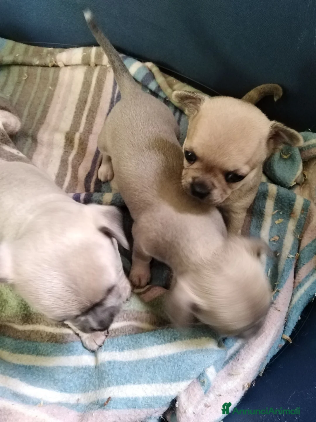 Chihuahua cani in vendita: Chihuahua cuccioli pelo corto  - Annuncio 1
