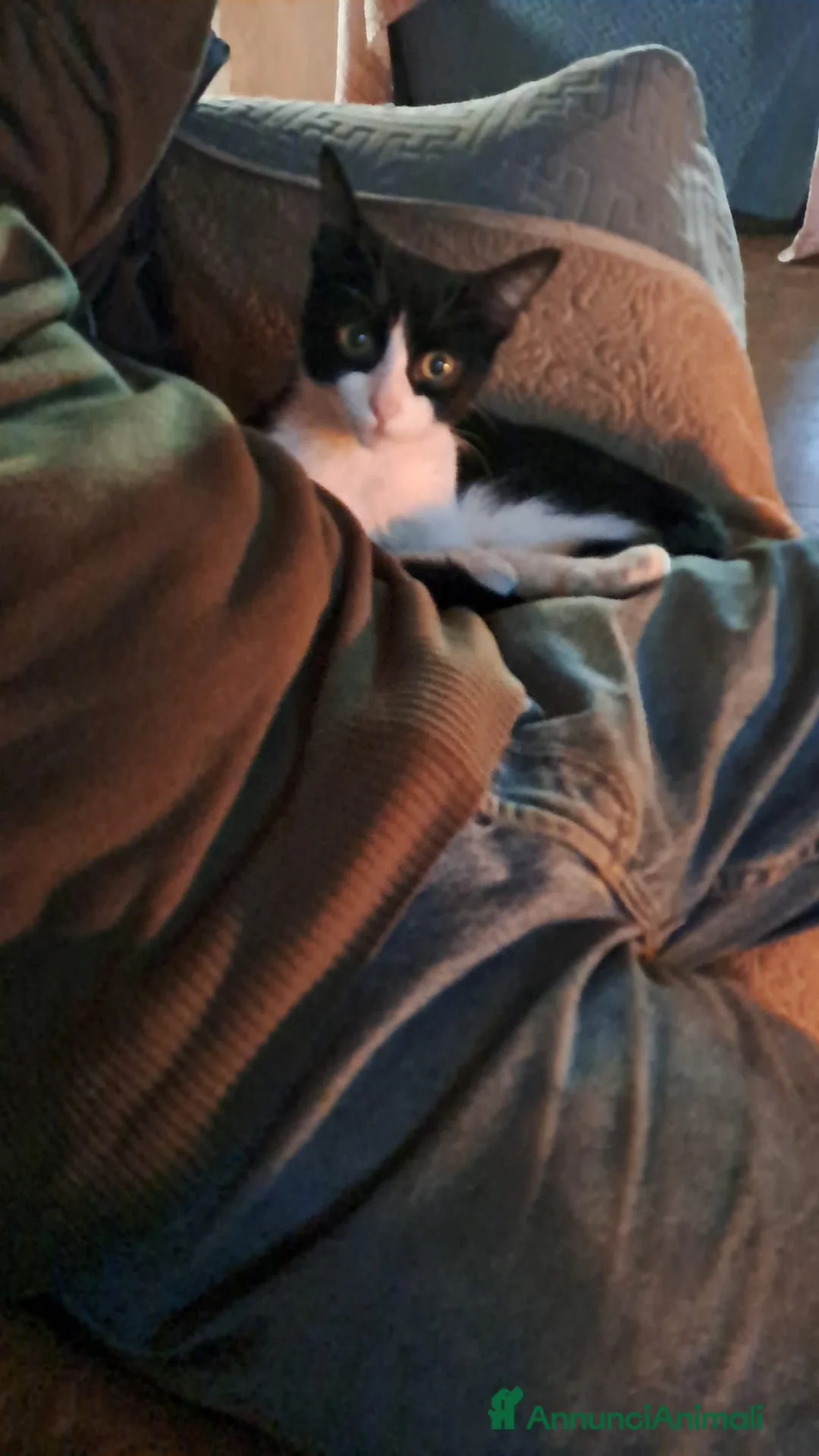 Meticcio gatti in regalo: Luna piccola  - Annuncio 2