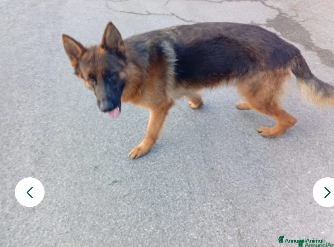 Pastore Tedesco cani in vendita: splendidi cuccioli pastore tedesco  - Annuncio 9